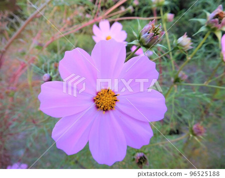 Observing cosmos flowers 96525188