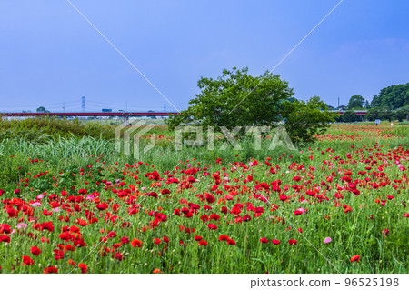 Konosu Poppy Field Saitama Prefecture Konosu Poppy Field Saitama Prefecture 96525198