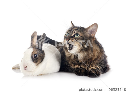 maine coon and rabbit maine coon and rabbit 96525348