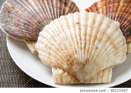 扇貝(帶殼扇貝)。 扇貝(帶殼扇貝)。 96525407