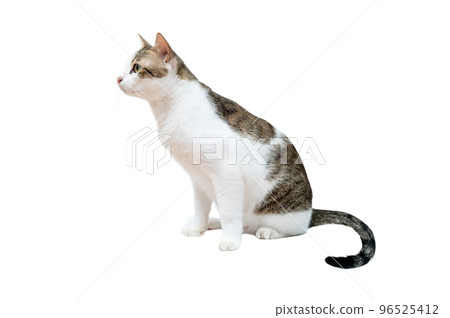 White cat with black stripes, white background, isolate White cat with black stripes, white background, isolate 96525412