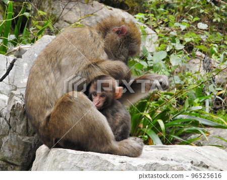 Parent and child of Japanese monkey 96525616
