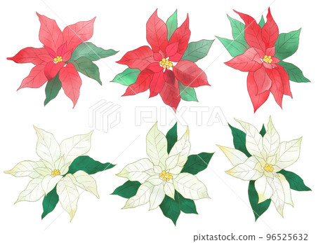 Red and white poinsettia Red and white poinsettia 96525632