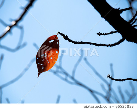 A single leaf left on a tree branch. 96525852