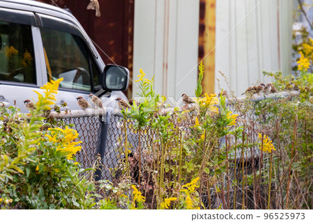 [Sparrow] A flock of sparrows perched on a fence 96525973