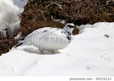 [固定價格]余雪季節立山室堂的冬毛松雞（2022年4月） 96526224