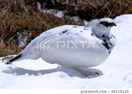 [Fixed price] Winter-haired grouse in Tateyama Murodo during the remaining snow season (April 2022) 96526228