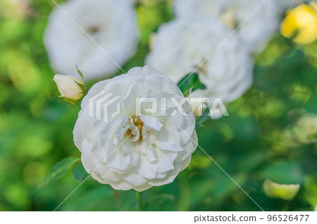 Autumn Rose Susan Williams Ellis 96526477