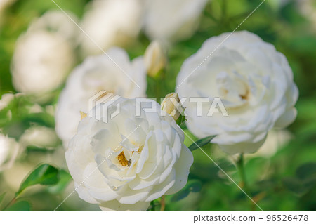 Autumn Rose Susan Williams Ellis 96526478