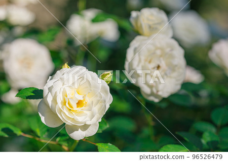 Autumn Rose Susan Williams Ellis 96526479