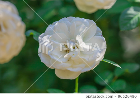 秋薔薇風騷浪漫 96526480