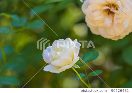Autumn Rose Coquette Romantica 96526481