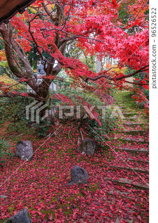 京都永仙院的紅葉 京都永仙院的紅葉 96526522