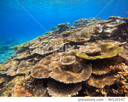 Coral sea 96526547