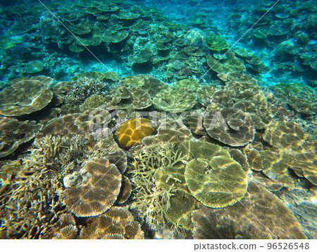 Coral sea 96526548