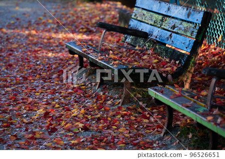 Scenery of autumn park bench and fallen red autumn leaves Scenery of autumn park bench and fallen red autumn leaves 96526651