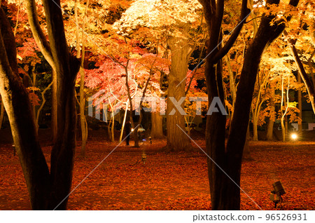 autumn night lighting 96526931