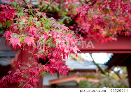 Autumn leaves turning red 96526934