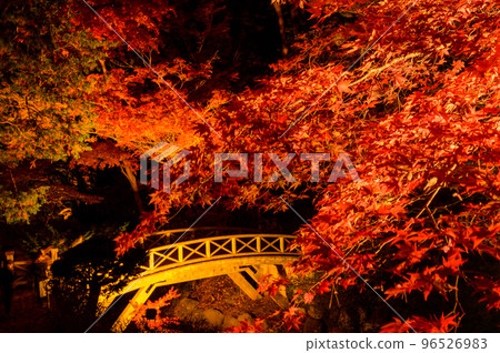鮮紅的楓樹和橋樑 96526983