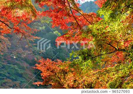 Mt. Takao early autumn foliage scenery Mt. Takao early autumn foliage scenery 96527093