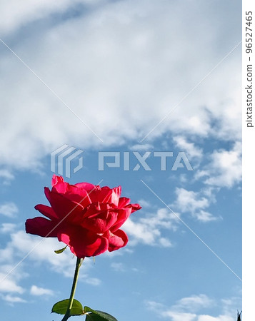 Rose and blue sky Rose and blue sky 96527465