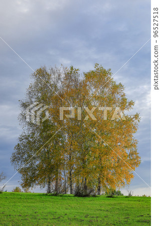 [Biei Town, Hokkaido] Hills and trees with yellow leaves 96527518