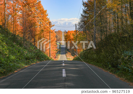 [Biei Town, Hokkaido] Yellow leaves of Japanese larch and a straight road 96527519