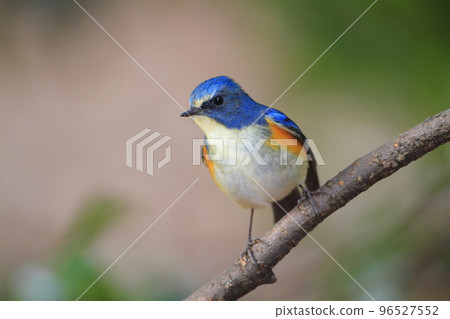 一隻可愛的喜馬拉雅藍尾魚棲息在樹枝上 96527552