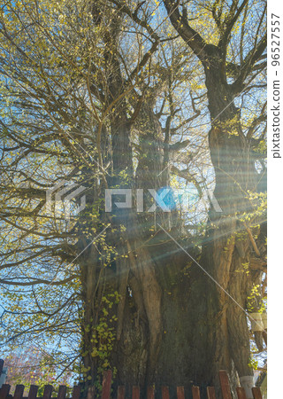 [Autumn] Breast ginkgo [Old lens style finish] 96527557