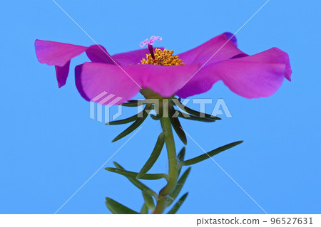 Matsuba button flower (fix shooting) 96527631