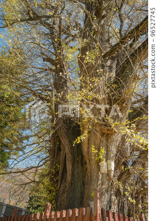 [Autumn] Breast ginkgo [Ikusaka Village, Higashi-Chikuma-gun] 96527745