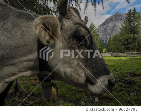 cow close up in dolomites cow close up in dolomites 96527795