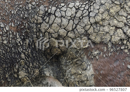 mud on cow skin detail 96527807