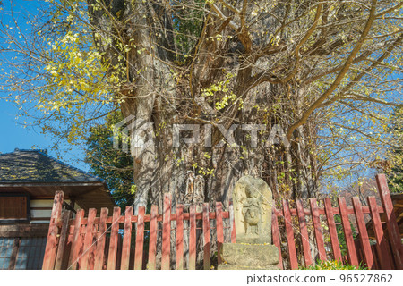 [Autumn] Breast ginkgo [Ikusaka Village, Higashi-Chikuma-gun] 96527862