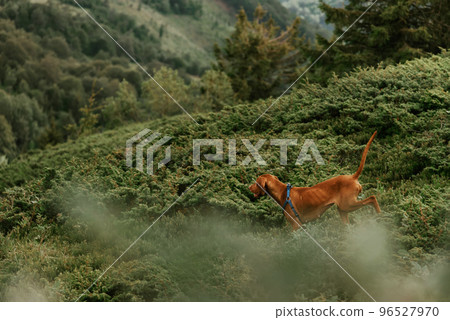Hungarian Vizsla Dog Running Downhill in Mountains 96527970