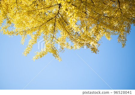 The ginkgo tree was beautiful. 96528041