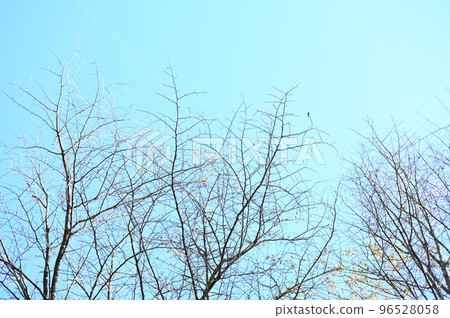 winter trees are nice 96528058
