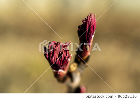 Poisonous deep red peony buds 96528116