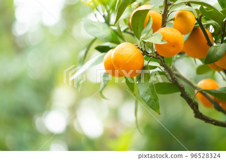 收穫雲州柑橘 96528324