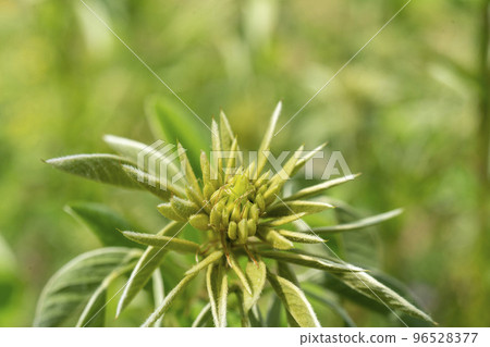 Flower buds that are hard to imagine flowers 96528377