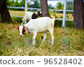 Boer goat in Thailand import from africa 96528402