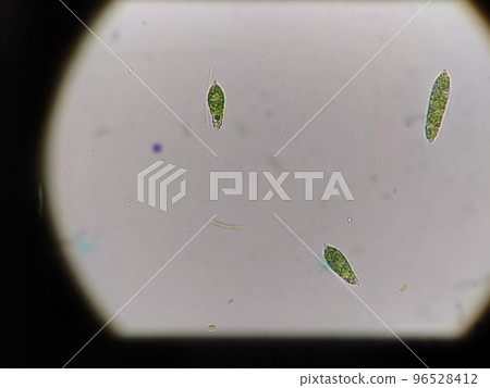 Euglena showing flagella 96528412