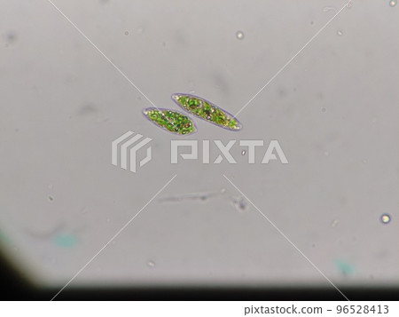 Stretching Euglena 96528413