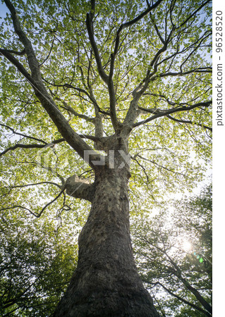 梧桐樹和楓樹——樹葉似楓樹的梧桐樹 96528520