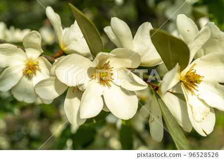 Unnan Ogatama characterized by yellow stamens in white petals Unnan Ogatama characterized by yellow stamens in white petals 96528526