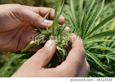 Farmer controlling quality of blooming Marijuana. Organic Cannabis Sativa Female Plants with CBD 96528598