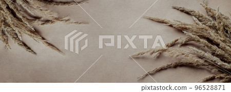 Dry pampas grass reed banner background Dry pampas grass reed banner background 96528871