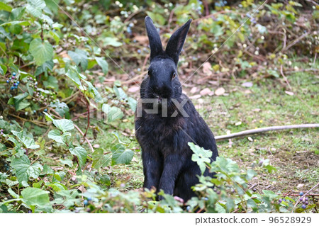 A black rabbit standing in a thicket of wild grapes 96528929