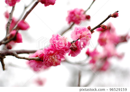 早春梅花 96529159