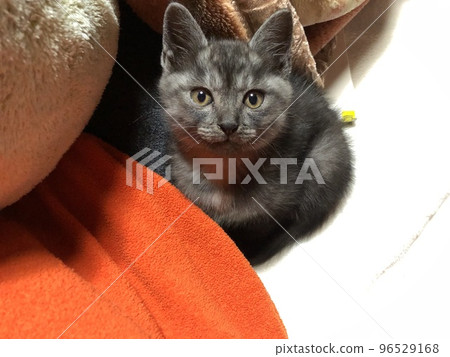 kitten kitten 96529168